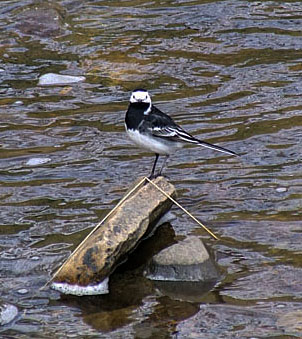 Pied Wagtail